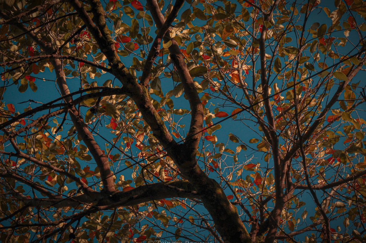 LOW ANGLE VIEW OF TREES AGAINST BLUE SKY