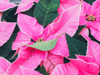 Close-up of pink leaves on plant