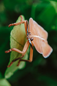 Giant shield bug