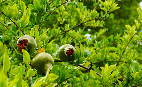 Close-up of fruits on tree