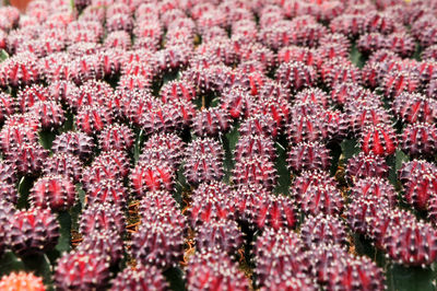 Full frame shot of pink flowering plants