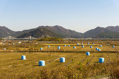 Scenic view of agricultural field against clear sky