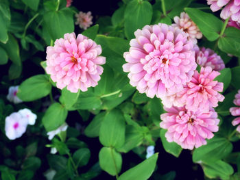 Close-up of pink flowering plants