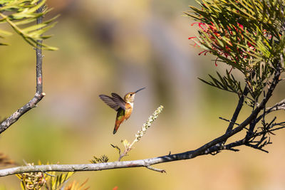 Close-up of bird perching on tree