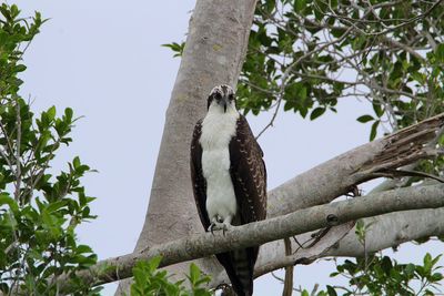 Low angle view of bird perching on tree against sky