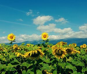 Low angle view of yellow flowers