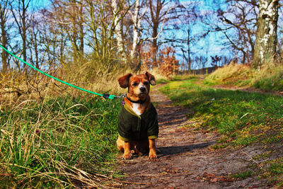 Portrait of dog standing on field