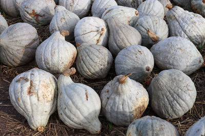 Full frame shot of grey pumpkins 