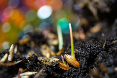 Close-up of dry leaves on ground