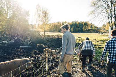 Male farmer looking at pigs while friends working at organic farm