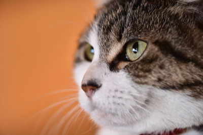 Close-up portrait of a cat