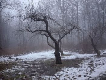 Bare trees on snow covered landscape