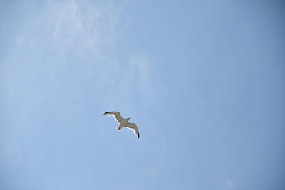 Low angle view of seagull flying in sky