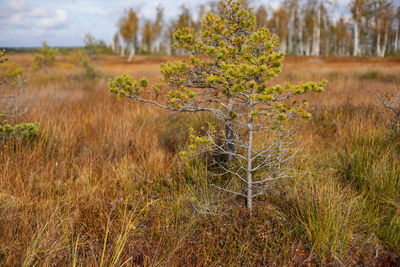Small green pine stands on the marshes of the yelnya in autumn among the dry orange grass