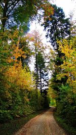 Empty road along trees