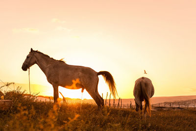 Horses in a field