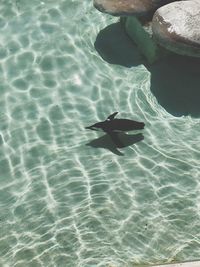 High angle view of swimming in sea