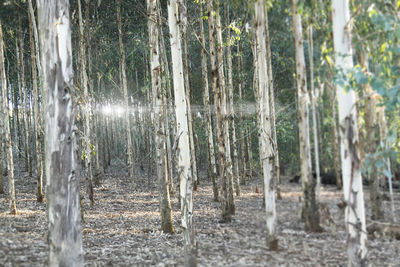 Panoramic view of trees in forest