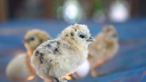 Newborn chicken chicks new life born concept farm