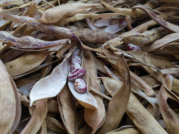 Full frame shot of dried leaves