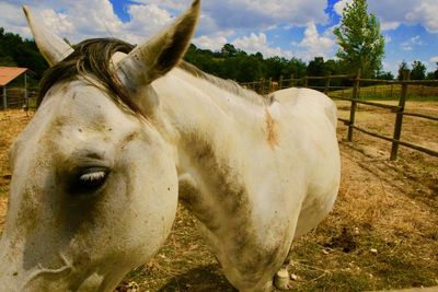 Horse in the field