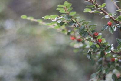 Close-up of berries growing on tree