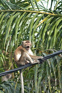 A monkey sit on black cable wire