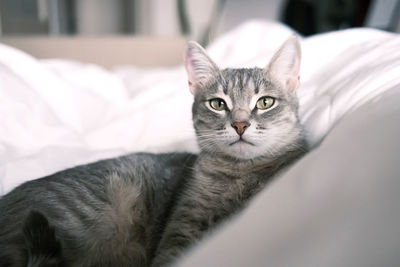 Close-up portrait of a cat