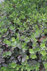 Full frame shot of ivy growing on field