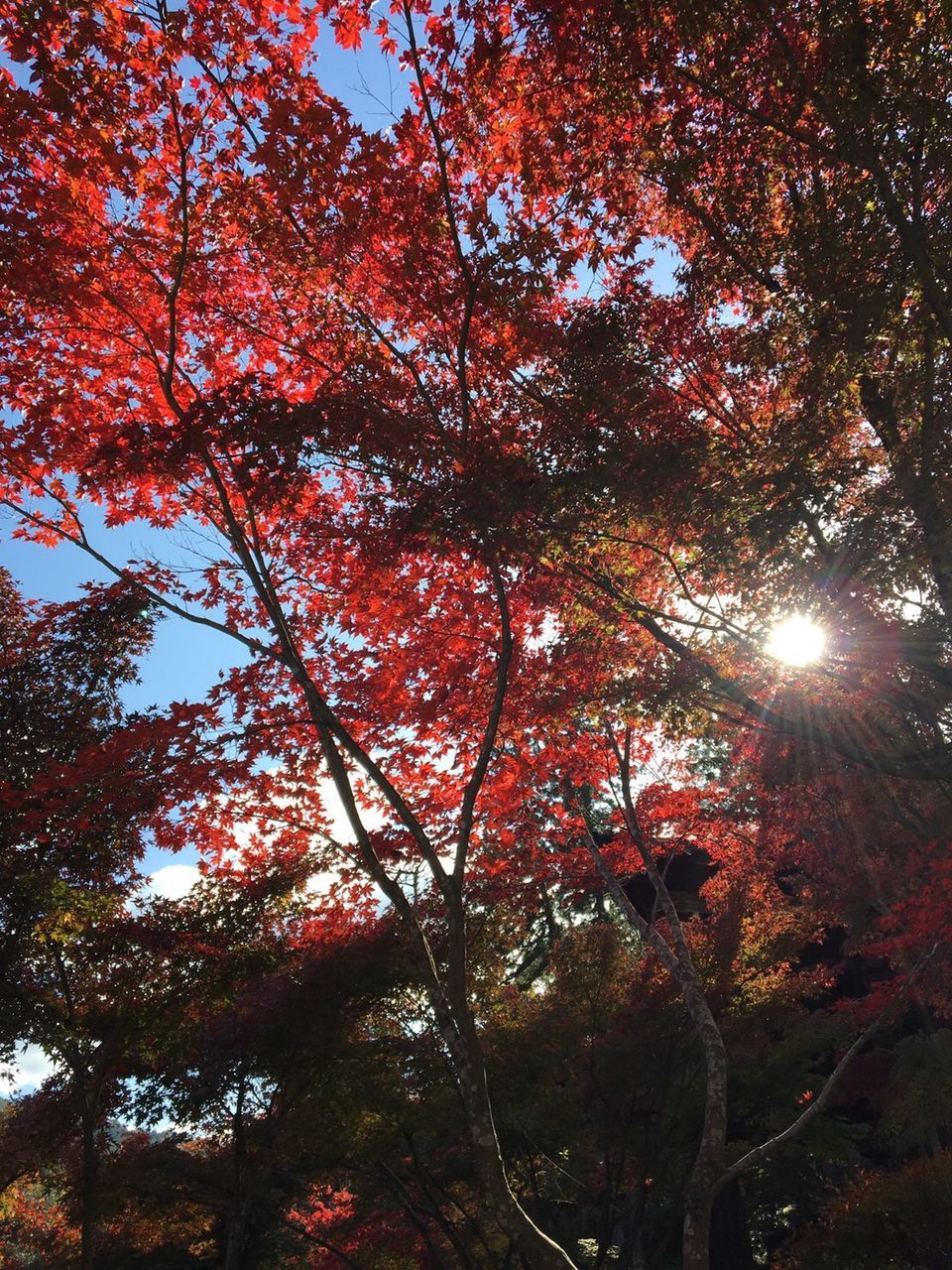 LOW ANGLE VIEW OF TREES DURING AUTUMN