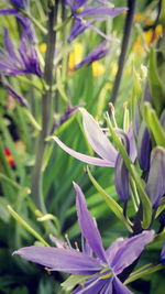 Close-up of flowers