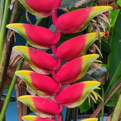 High angle view of pink flowering plant