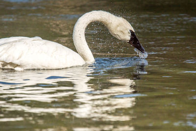 Swan swimming in lake