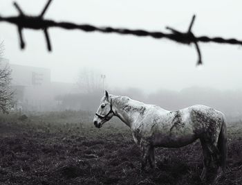 Horse on a field