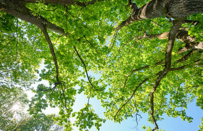 Low angle view of trees against sky