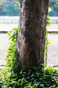 Close-up of tree trunk