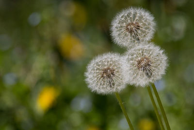 Close-up of dandelion against blurred background