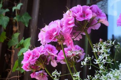 Close-up of pink flowering plants