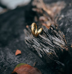 Close-up of crab on wood