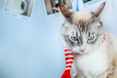 Close-up portrait of a cat