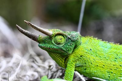 Side view of green jackson chameleon