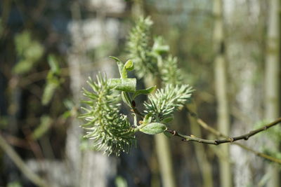 Close-up of  green flowering plant