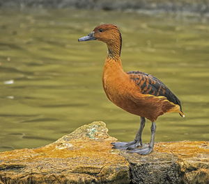 Fulvous whistling or tree duck, dendrocygna bicolor, standing on a rock