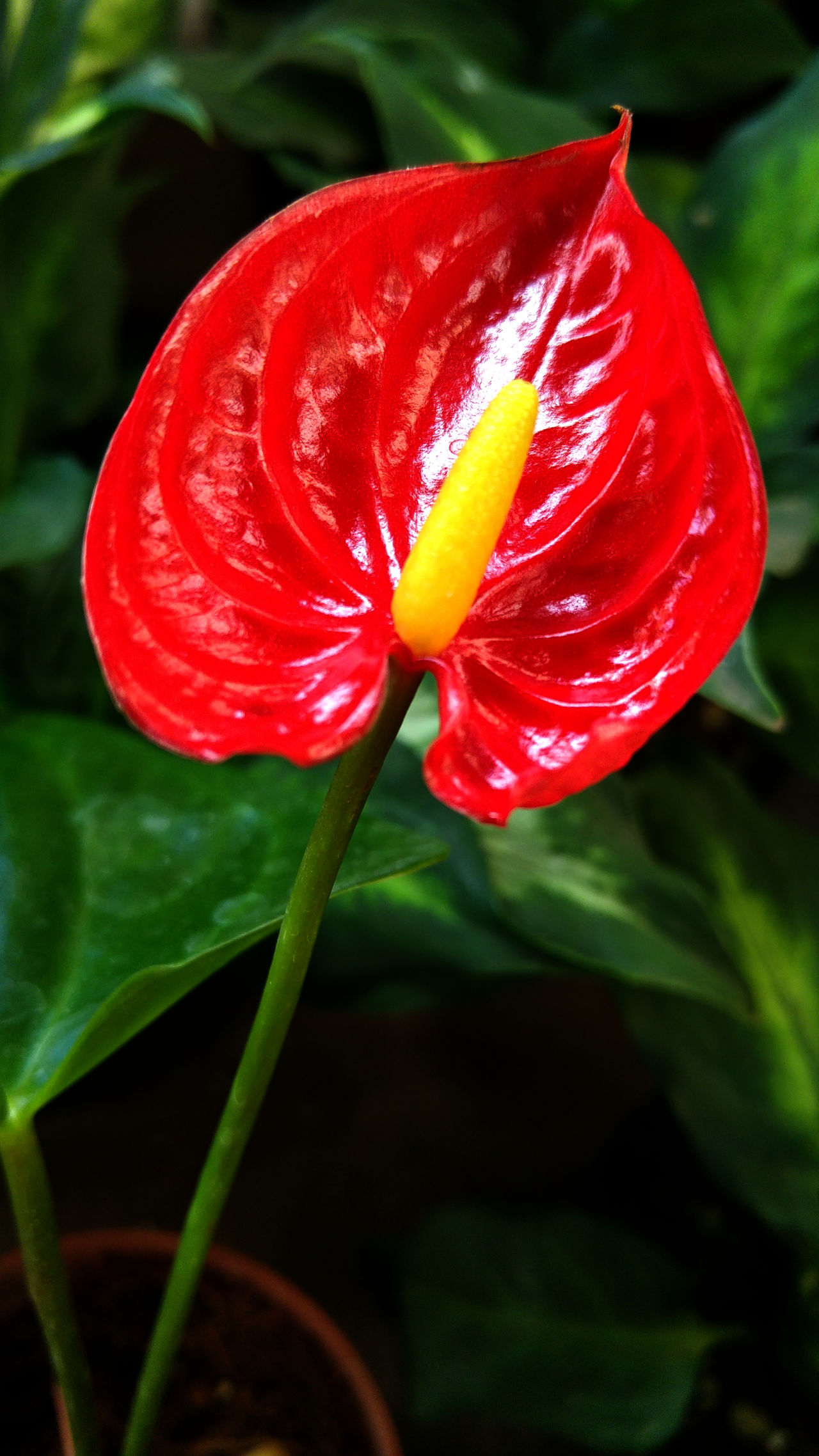 Flamingo Flower Anthurium Shibori