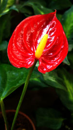 Close-up of red poppy flower