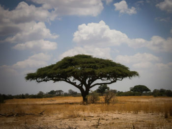 Tree on field against sky