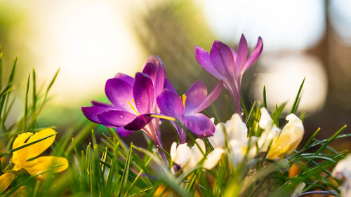 Close-up of purple flowering plant