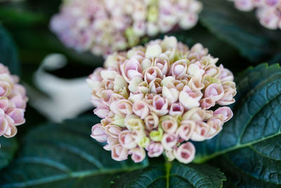 Close-up of pink rose flower