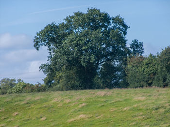 Scenic view of grassy field against sky