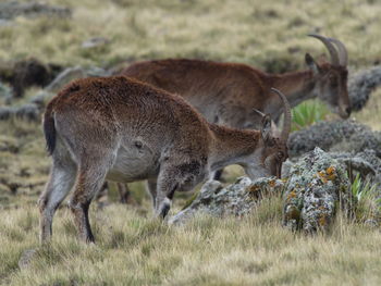 Closeup portrait of two endangered walia ibex capra walie grazing simien mountains, ethiopia.